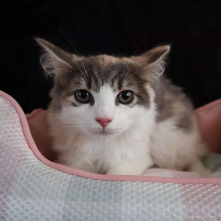 ID:2307-03087の子猫