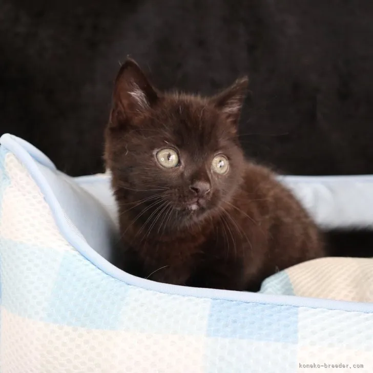 ID:2308-00108の子猫
