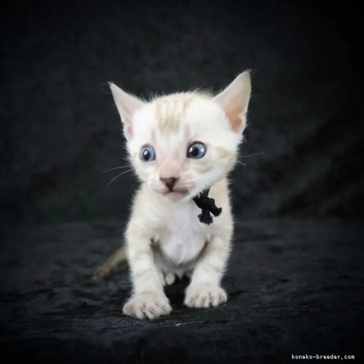 ID:2207-00727の子猫