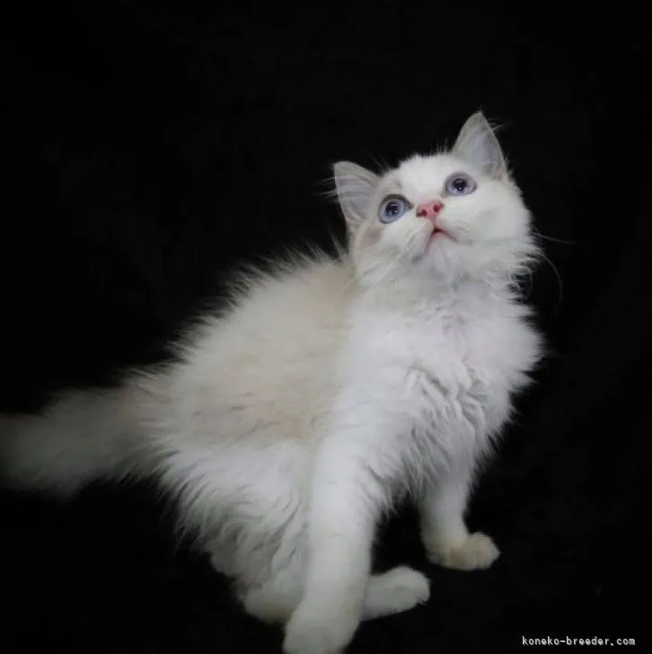 ID:2206-00006の子猫