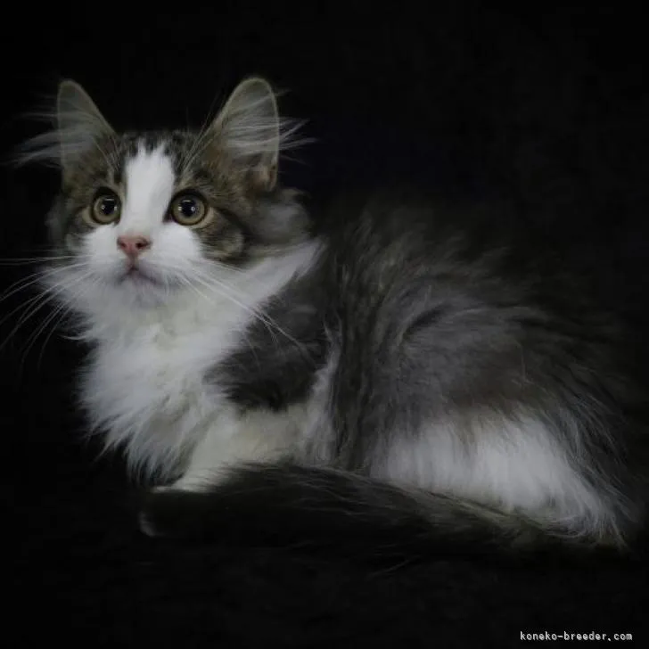 ID:2208-00623の子猫