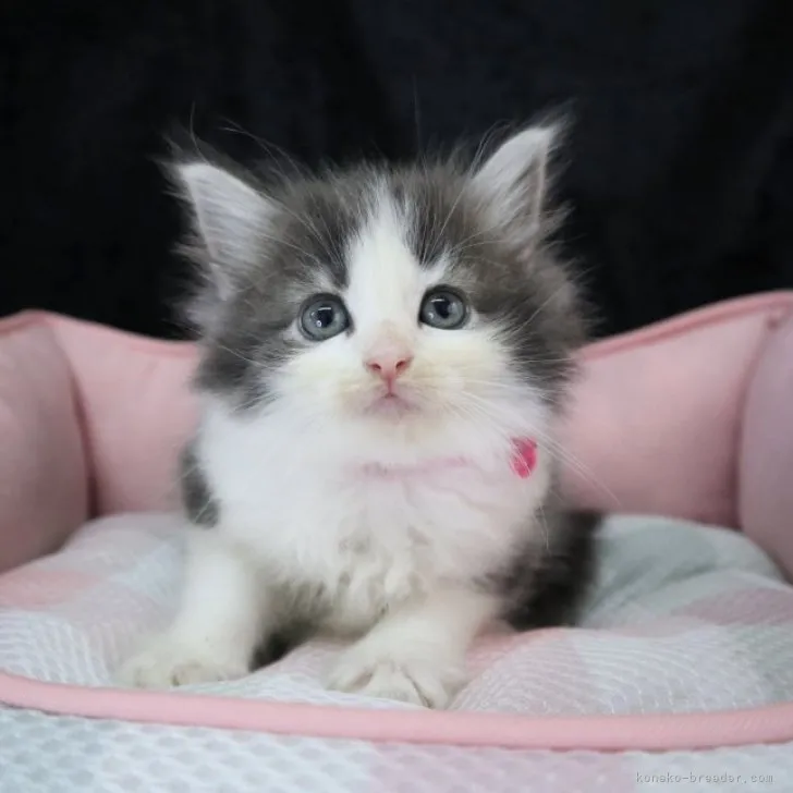 ID:2307-03090の子猫