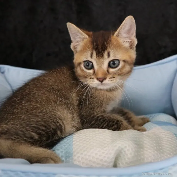 ID:2308-00940の子猫