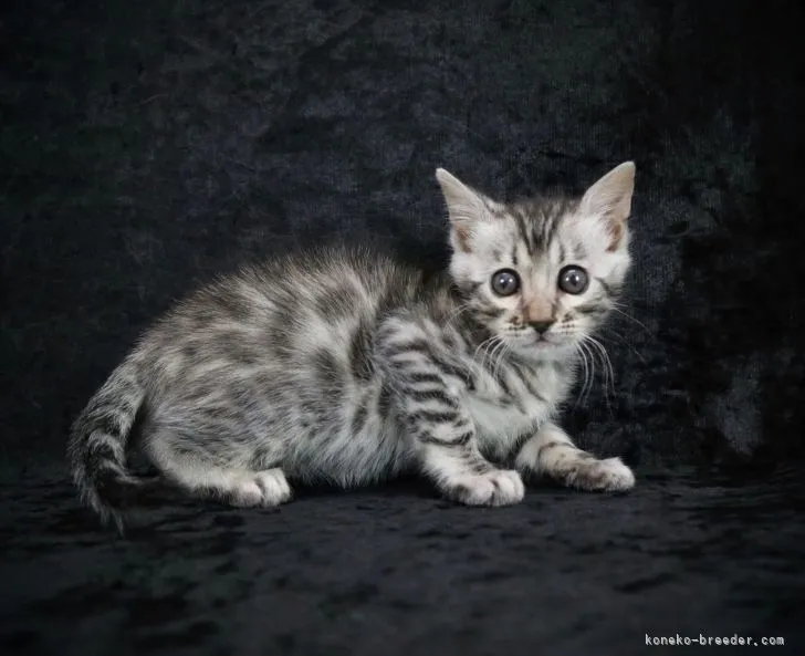 ID:2202-01782の子猫