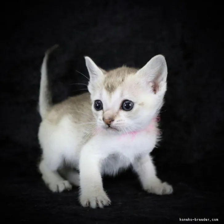 ID:2303-01313の子猫