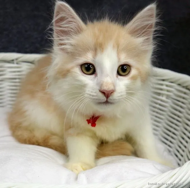 ID:2004-00003の子猫