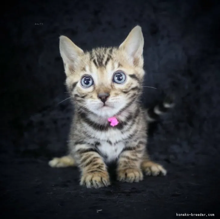 ID：2311-00883の子猫