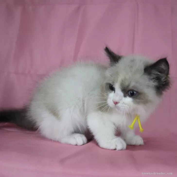 ID：2412-01430の子猫