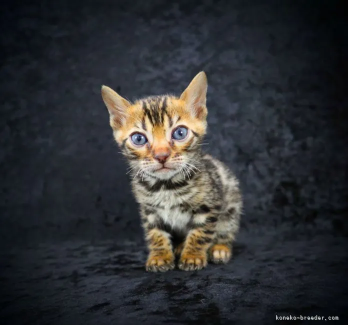 ID：2106-00481の子猫