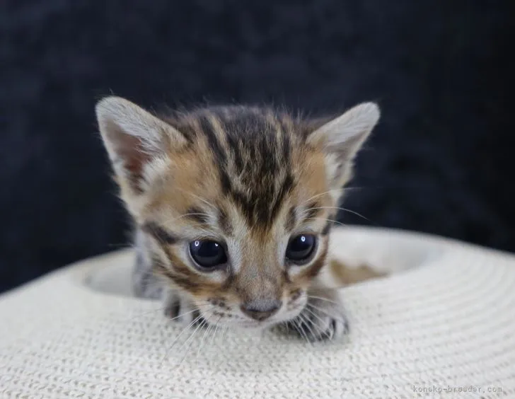 ID:2205-00736の子猫