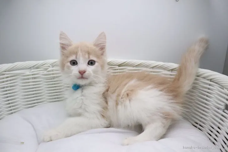 ID：1907-01112の子猫