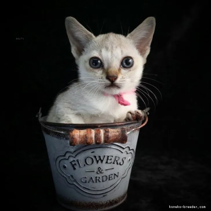 ID:2308-02211の子猫