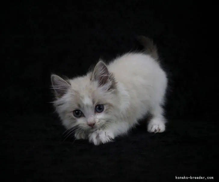 ID:2111-00482の子猫
