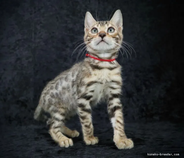 ID：2110-01467の子猫