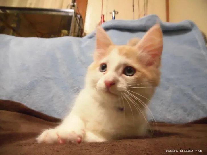 ID:1805-01349の子猫