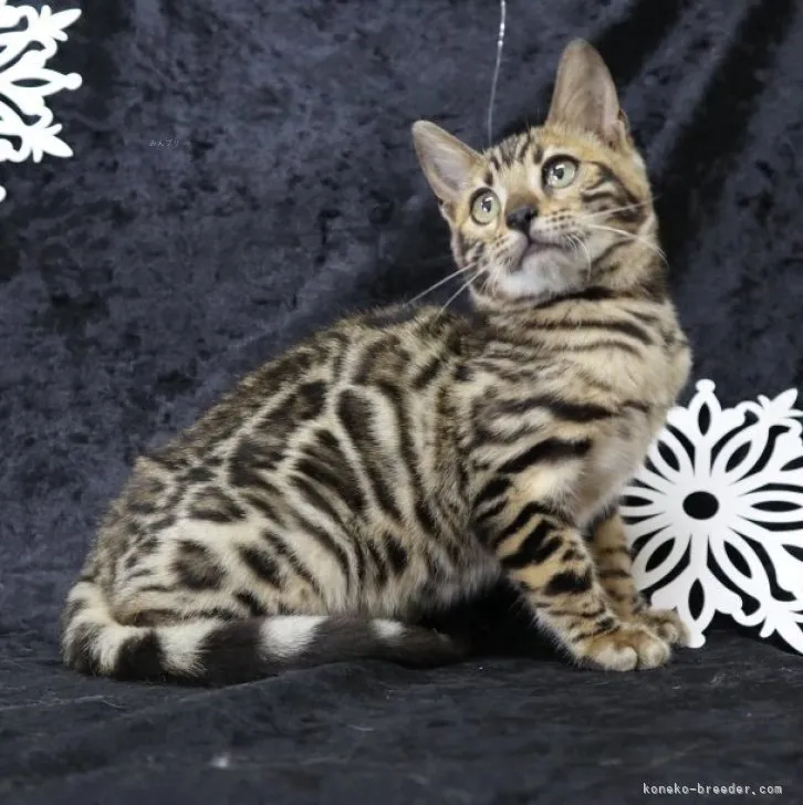 T.S 様のお迎えした子猫