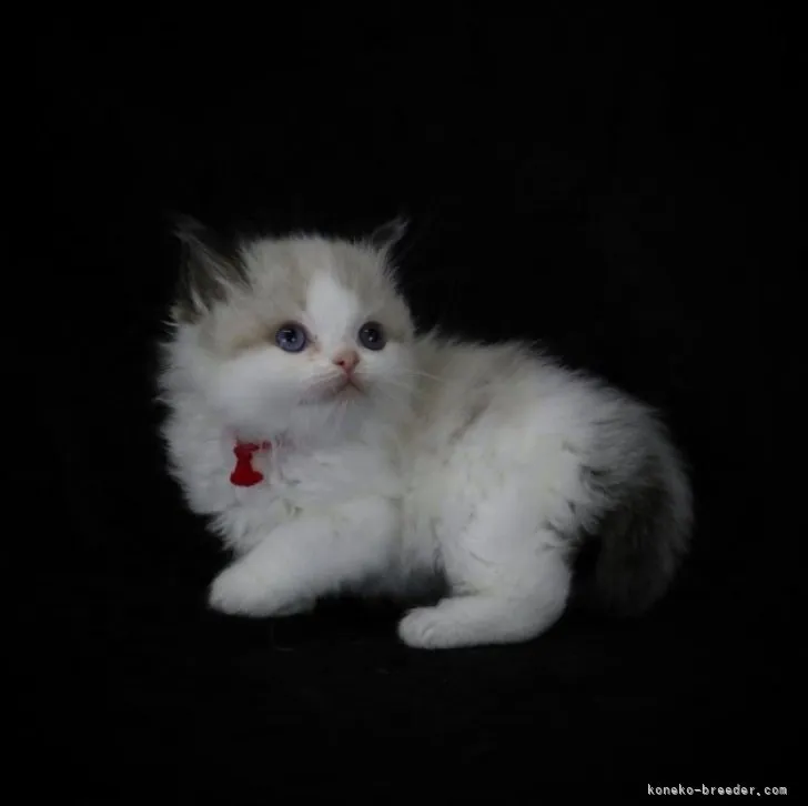 ID:2303-02411の子猫