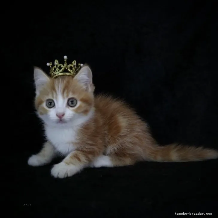 ID:2310-00390の子猫
