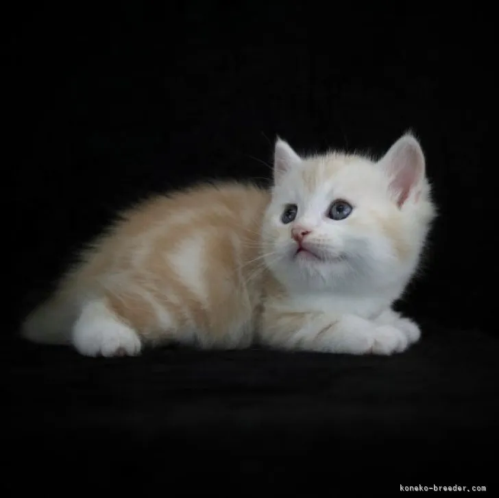 ID：2304-00854の子猫