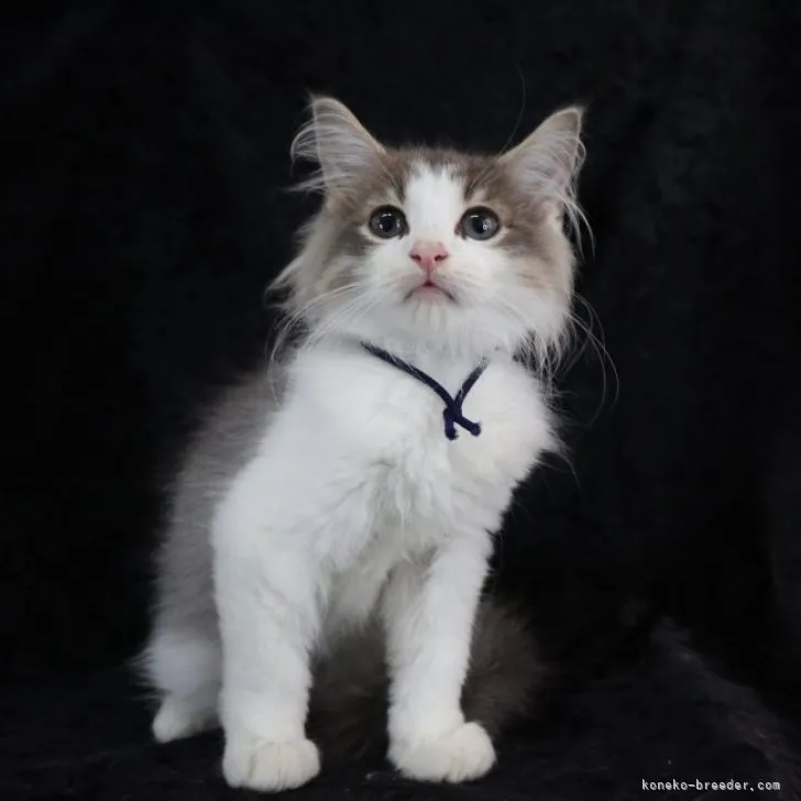 E.I 様のお迎えした子猫
