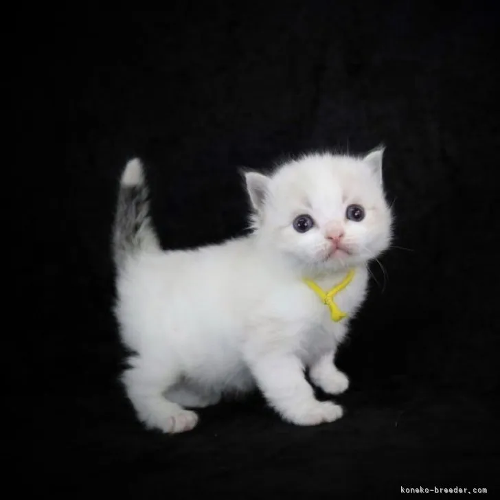 ID:2303-02402の子猫