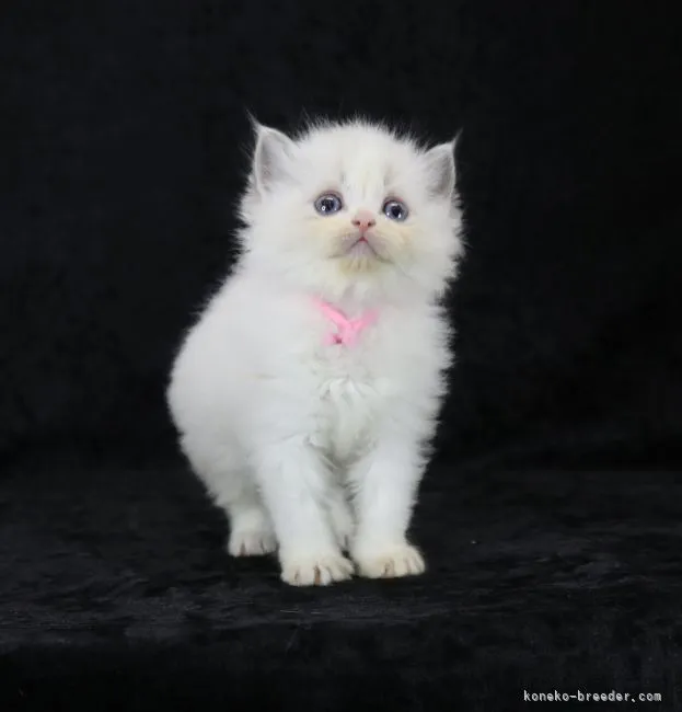 ID：2206-00008の子猫