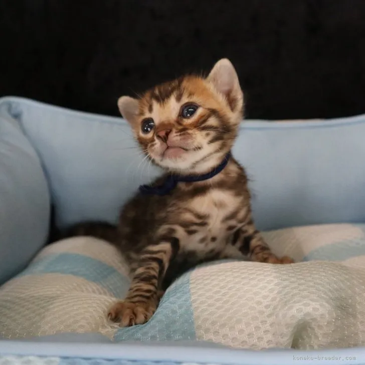ID：2308-00174の子猫