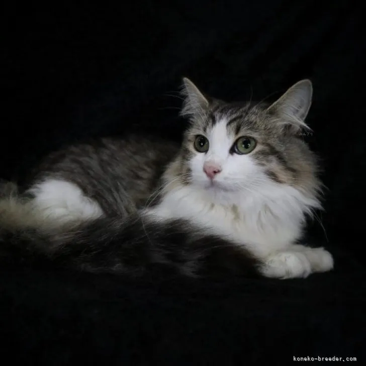 ID:2309-02290の子猫