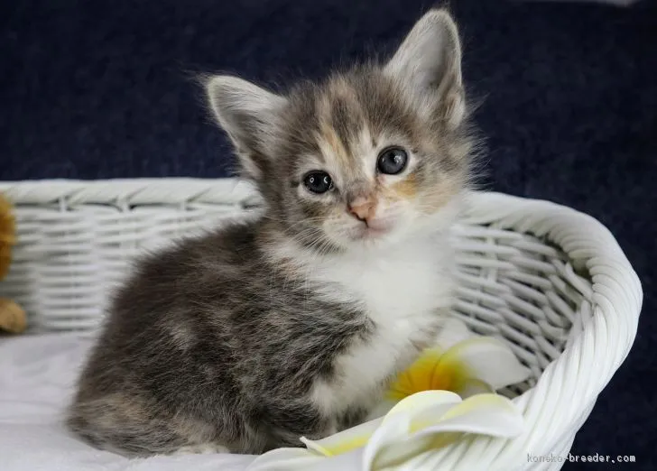 ID：2009-00407の子猫