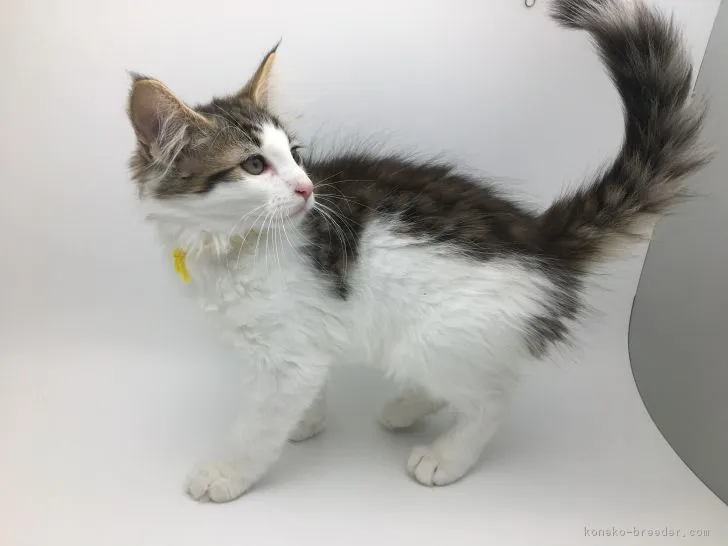 ID:1805-01347の子猫