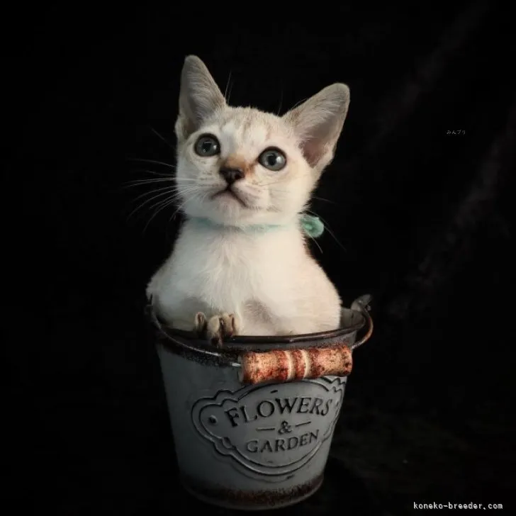 ID:2308-02212の子猫