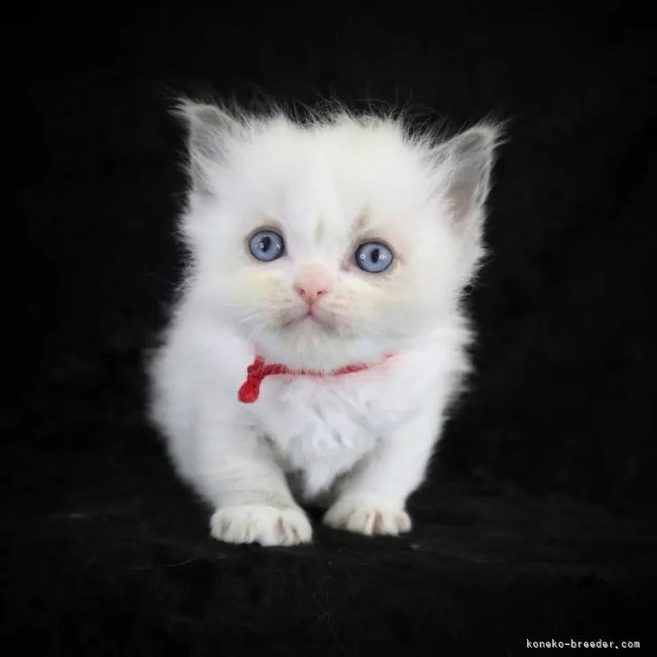 ID：2304-02398の子猫