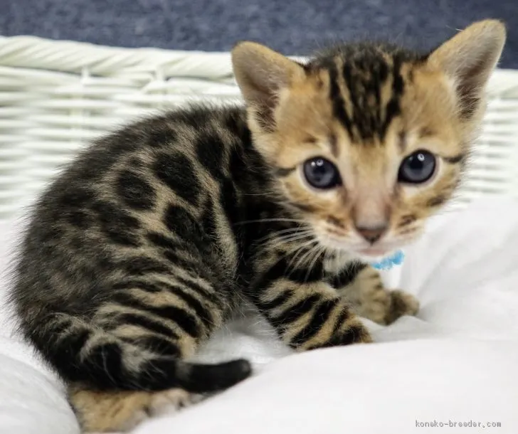ID:2001-01122の子猫