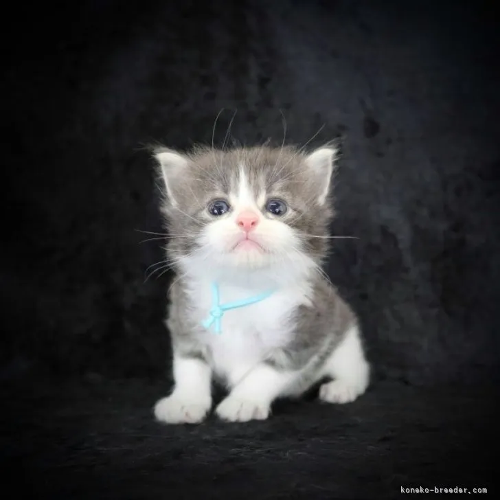 ID：2308-02570の子猫