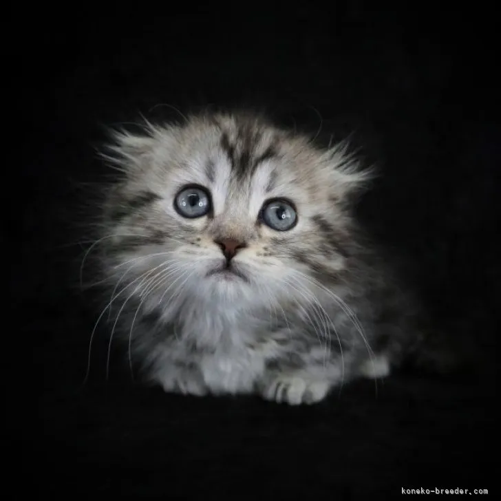 ID:2306-02284の子猫