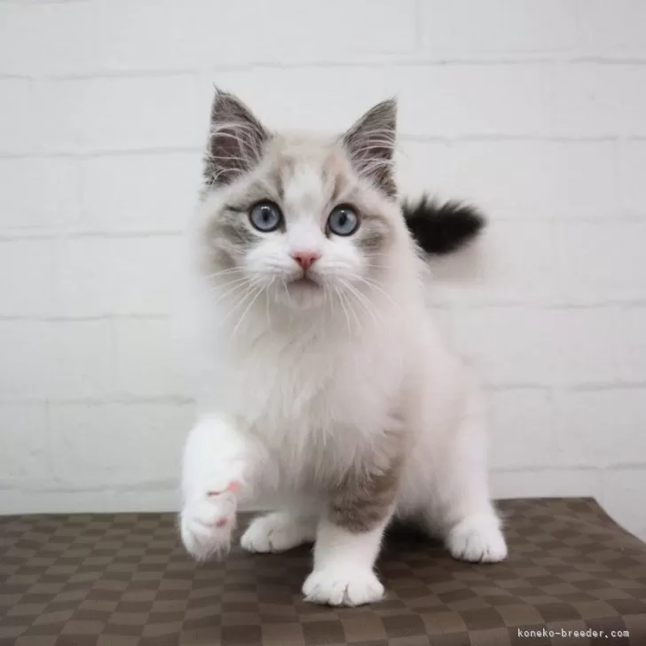 ID:2312-02969の子猫
