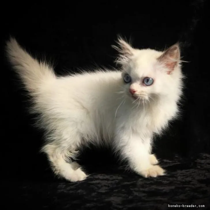 ID:2209-02554の子猫