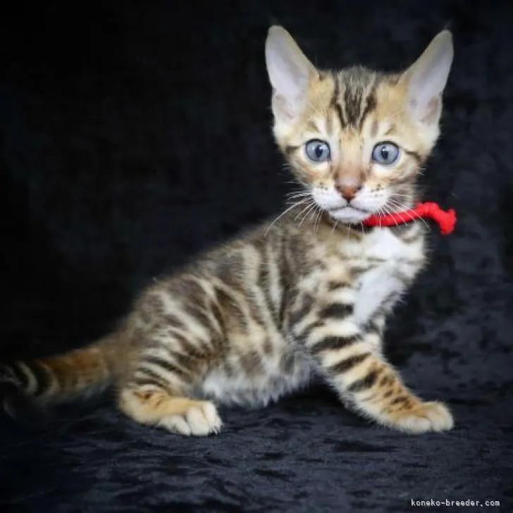 ID:2208-02005の子猫