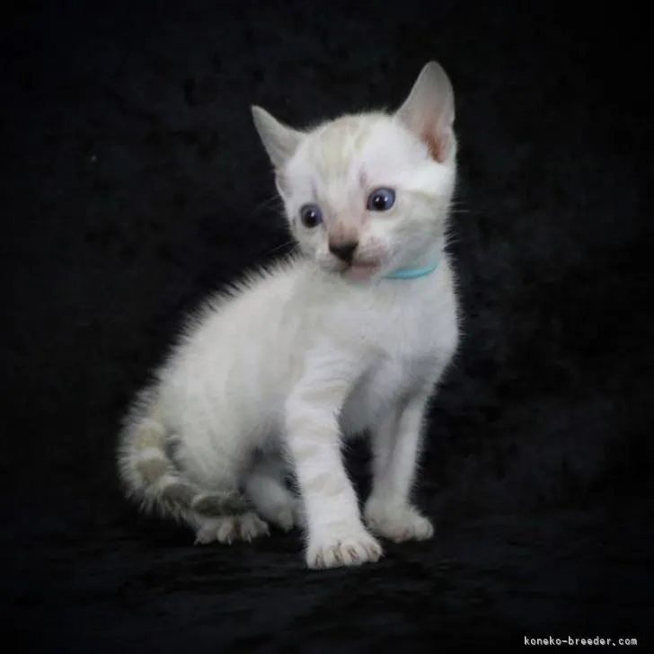 ID：2207-00600の子猫