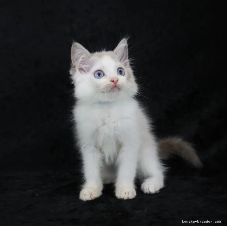 ID:2205-00935の子猫