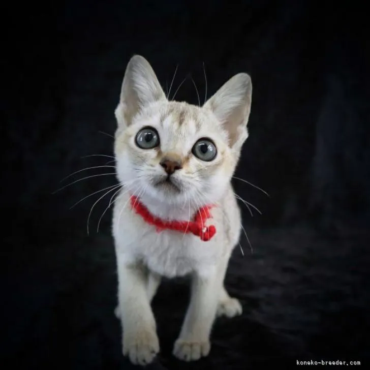 ID：2208-03008の子猫