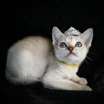 シンガプーラ【千葉県・女の子・2023年7月31日・セーブルティックドタビー（セピアアグーチ）】の写真「期間限定価格！」