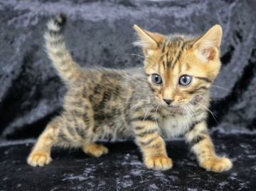 ベンガル【千葉県・男の子・2020年10月20日・ブラウンスポテッドタビー(ロゼット)（シルクタッチ）】の写真「ガッチリした男の子です^ ^見学後お迎えできます！」