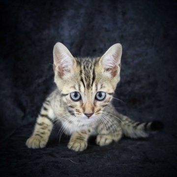 ジェネッタ【千葉県・男の子・2023年4月11日・ブラウンスポッテッドタビー】の写真「長足男の子！可愛いです❤️」