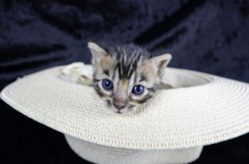 ベンガル【千葉県・男の子・2021年2月25日・ブラウンスポッテッドタビー(ロゼット)】の写真「とても綺麗な男の子♡」