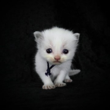 ラグドール【千葉県・男の子・2024年4月3日・ブルーポイントバイカラー（ふわふわ）】の写真「ソルトベビーです。小柄な男の子」