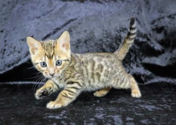 ベンガル【千葉県・女の子・2021年2月5日・ブラウンスポテッドタビー(ロゼット)（シルクタッチ）】の写真「とても綺麗な女の子♪」