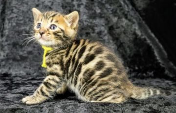 ベンガル【千葉県・女の子・2020年10月20日・ブラウンスポテッドタビー(ロゼット)（シルクタッチ）】の写真「綺麗な女の子♡」