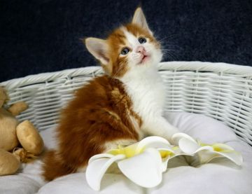 ノルウェージャンフォレストキャット【千葉県・男の子・2020年8月8日・レッドクラシックタビー&ホワイト（長毛Wコート（ふわふわ））】の写真「骨格の良い男の子♪」