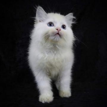 ラグドール【千葉県・男の子・2022年8月10日・ブルーポイントバイカラー（ふわふわ）】の写真「父親チャンピオン♪白くまみたいです！」